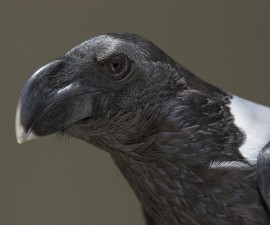 Raven | 9 Animal Superstitions You Shouldn’t Believe