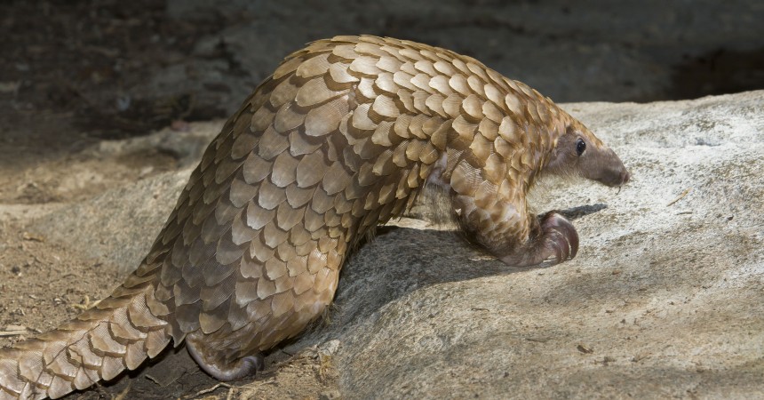 9 Animals You Never Knew Existed