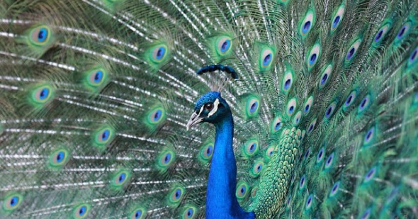 Peacock| 9 Exotic Mating Rituals of the Animal Kingdom