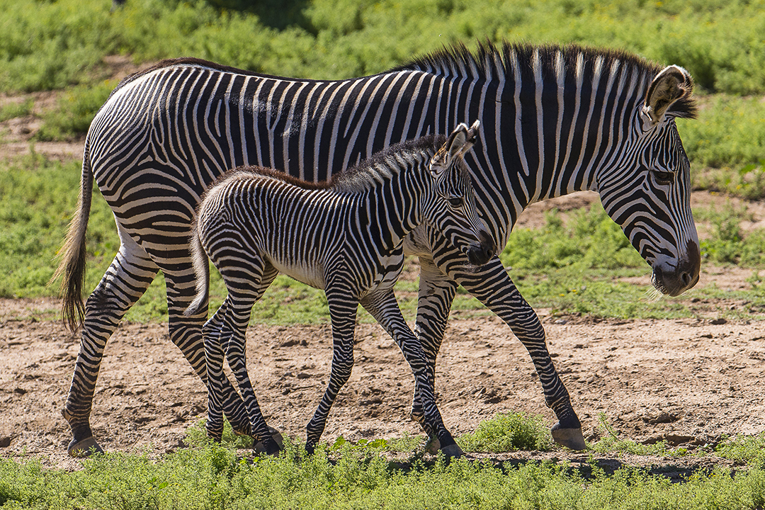 Baby Zebra Learns to Use Legs at San Diego Zoo Safari Park 