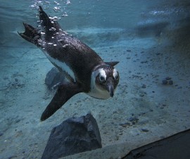 Zoo Penguins to Benefit from a $5 Million Gift!