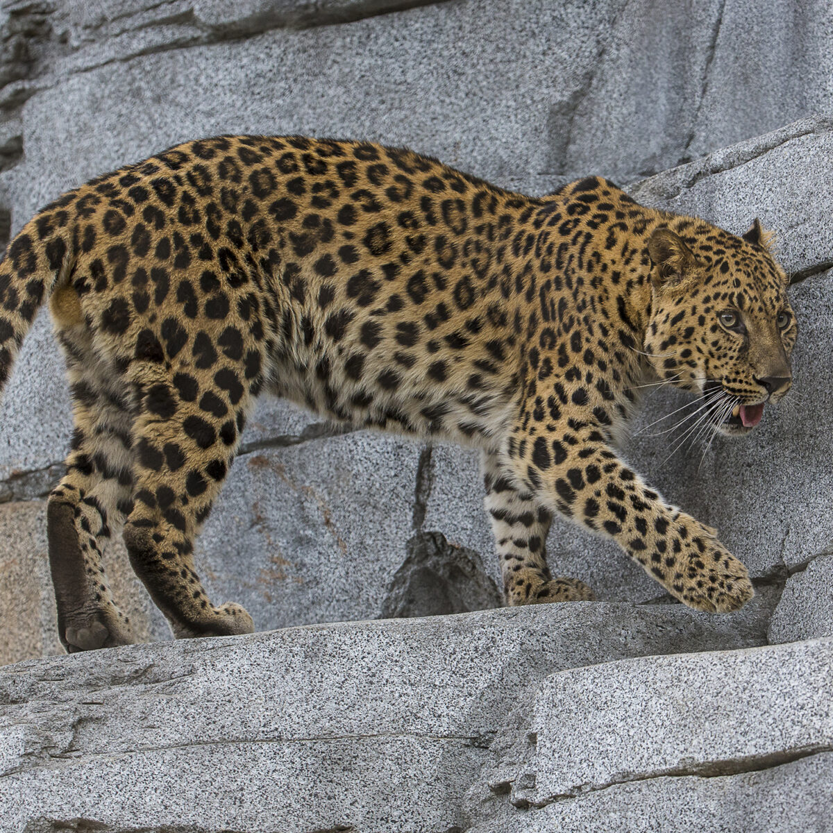 Amur Leopard Explores New Habitat at San Diego Zoo Asian Leopard… – San  Diego Zoo Wildlife Alliance Stories