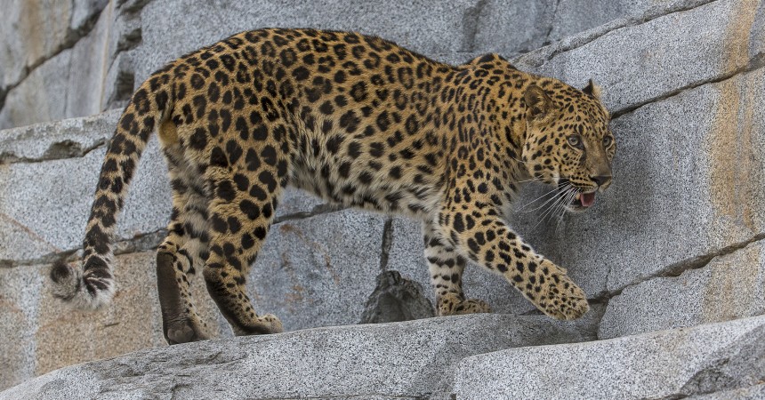 Amur Leopard Explores New Habitat at San Diego Zoo Asian Leopard Exhibit Expands Barlin-Kahn Family Panda Trek