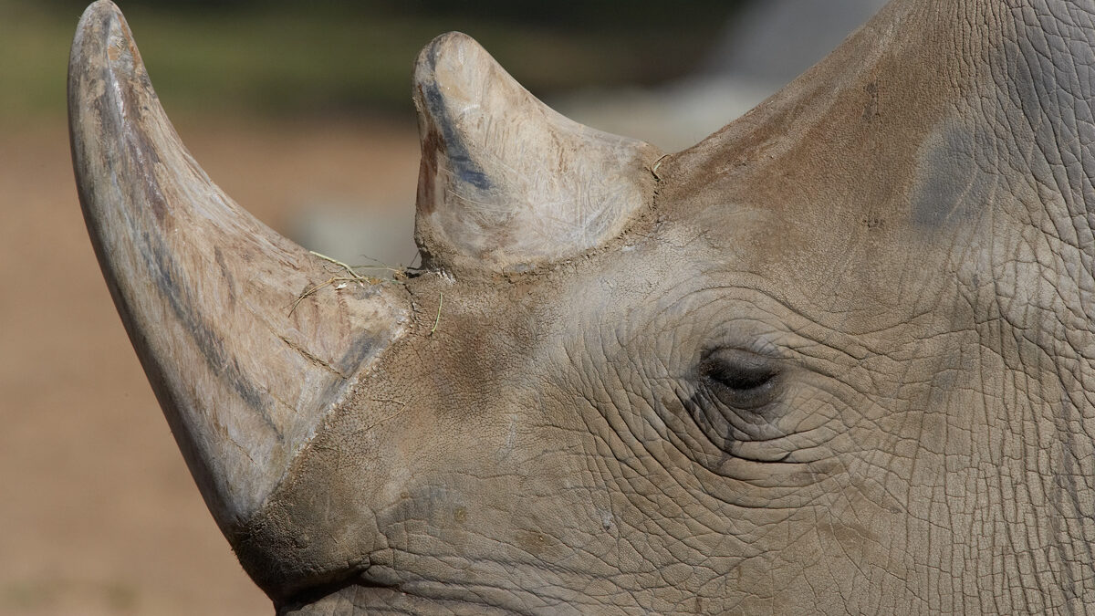 Myths About Rhino Horn That Need to Go Away – San Diego Zoo Wildlife  Alliance Stories
