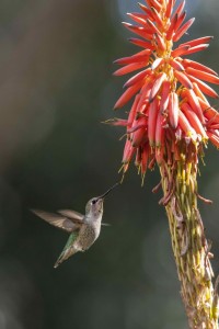 Hummingbird | How to Build a Pollinator Garden
