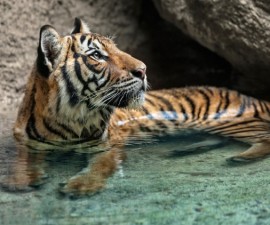 There are six subspecies of tiger living today; Amur or Siberian, Bengal or Indian, Indochinese, Malayan, Sumatran, and South China.