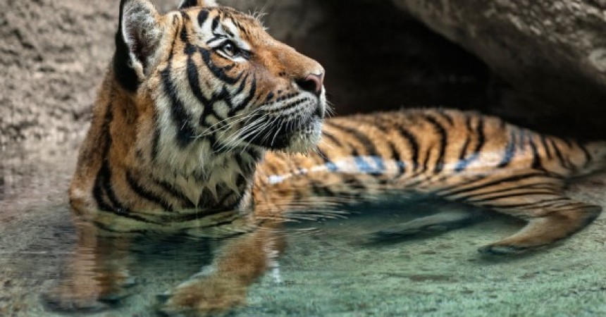 There are six subspecies of tiger living today; Amur or Siberian, Bengal or Indian, Indochinese, Malayan, Sumatran, and South China.