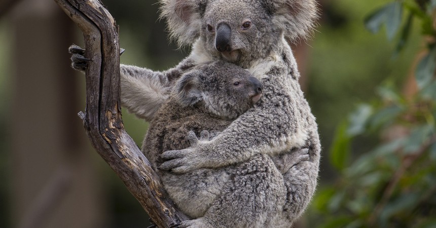 Koala Joey at San Diego Zoo Checks in as Healthy — with an Attitude