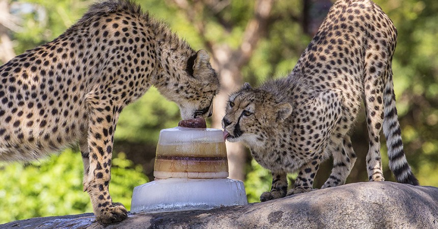 How Zoo Animals Do Breakfast