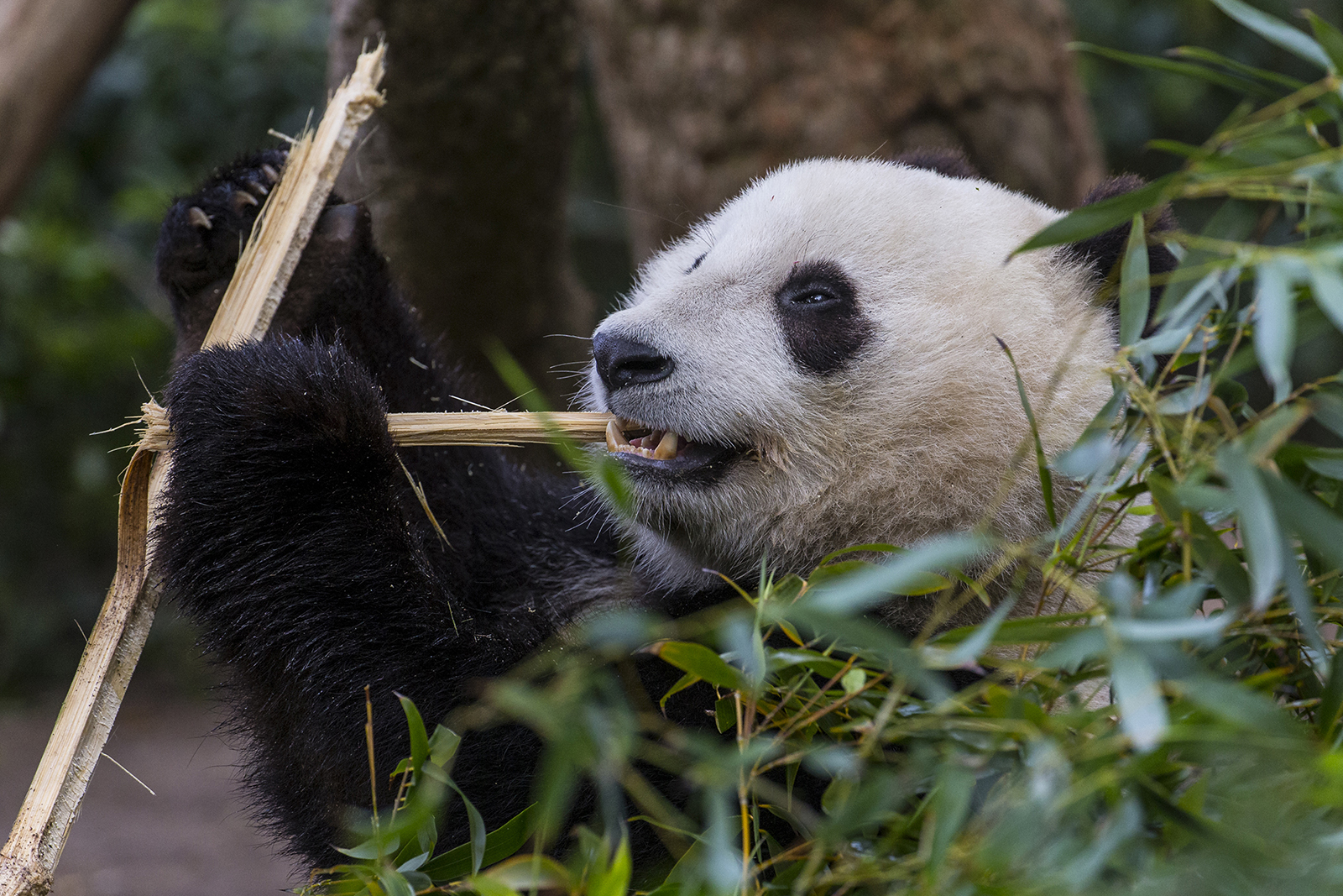 Summer Pandas San Diego Zoo Wildlife Alliance Stories