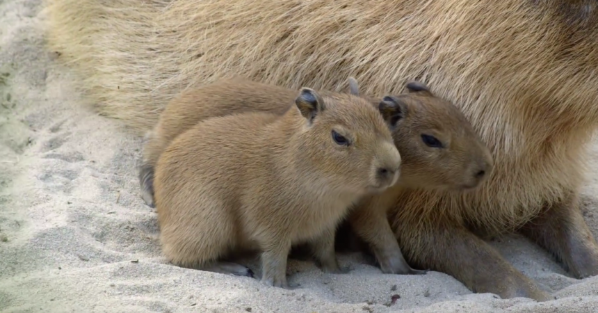 San Diego Zoo Welcomes Four Capybaras – San Diego Zoo Wildlife Alliance  Stories