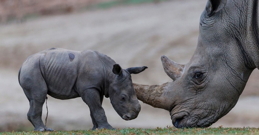 Cute and Curious: Three-Day-Old Southern White Rhino Explores Habitat at San Diego Zoo Safari Park