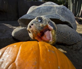 13 Animals Celebrating Pumpkin Season