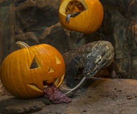 No Tricks, Just Treats for Komodo Dragon at the San Diego Zoo
