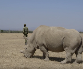 San Diego Zoo Safari Park Rhino Expert Visits Three of Earth’s Four Remaining Northern White Rhinos in Kenya