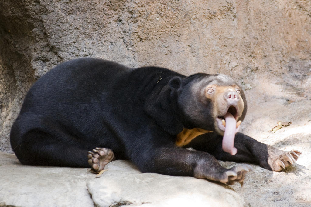 Photo by Sayuri Mori. Sun bear sitting on ground and sticking tongue out