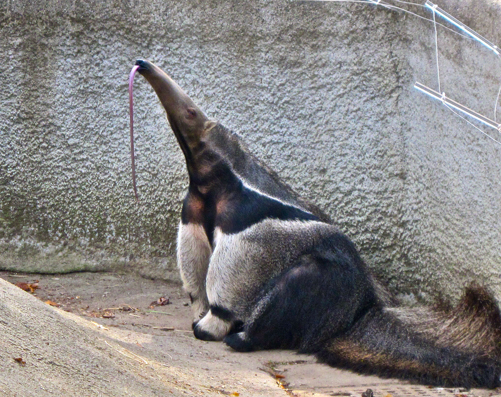 Photo by Ellen M. Anteater sitting and sticking tongue out.