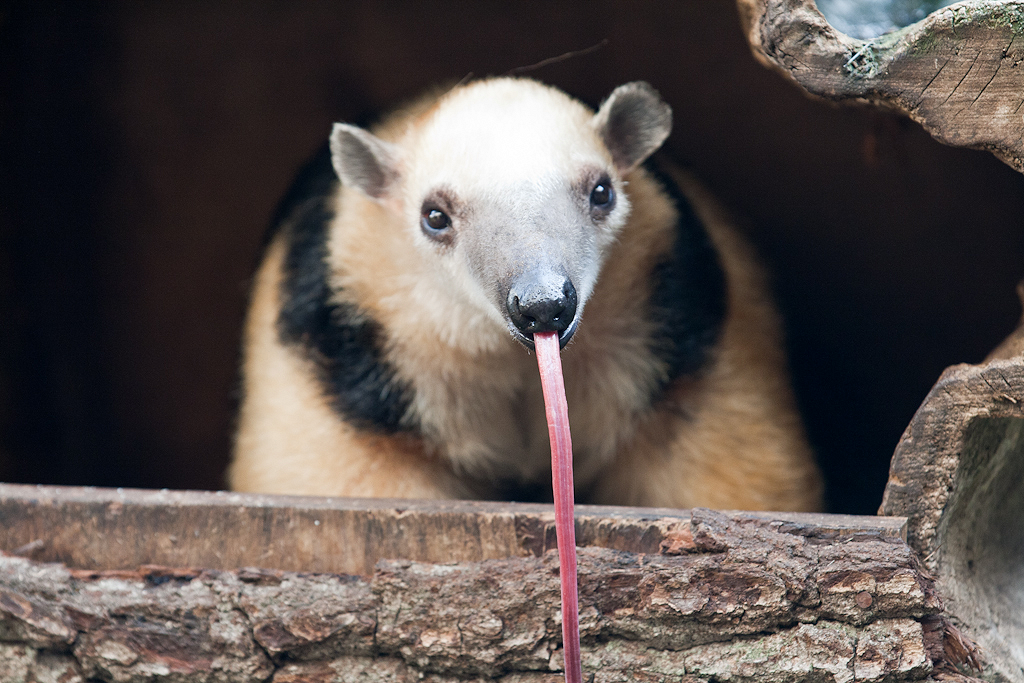 The Longest Tongues in the Animal Kingdom – San Diego Zoo Wildlife Alliance  Stories