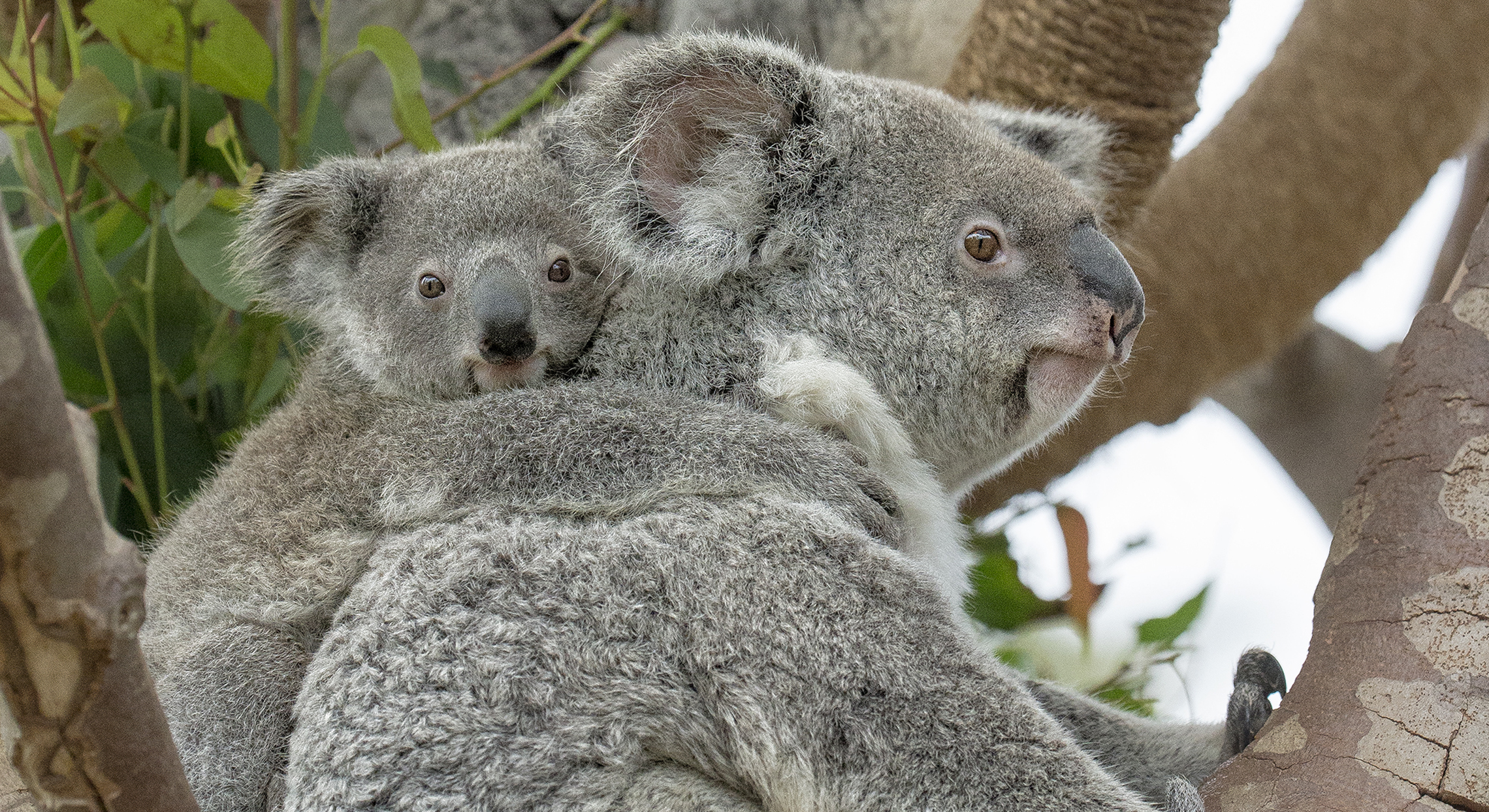 Год коалы. Коала. Квинслендская коала. Диего коалы. Эволюция коал.
