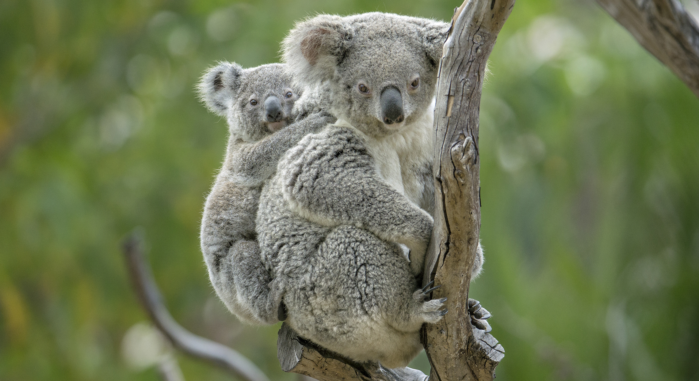 Коала кратко. 4 Коалы. Мишка коала. Коала фото. Коалы с малышом.