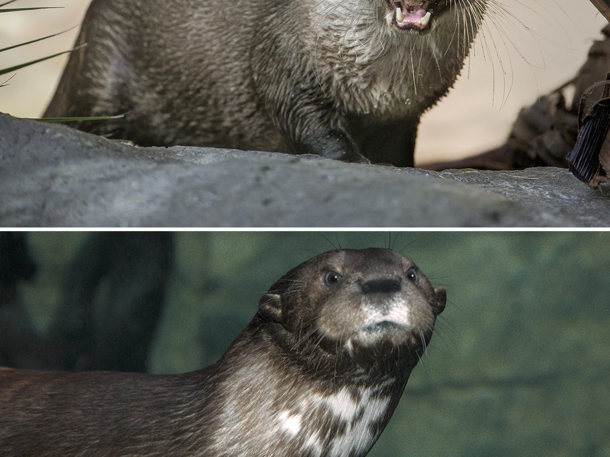 A Mammal Like No “Otter” – San Diego Zoo Wildlife Alliance Stories