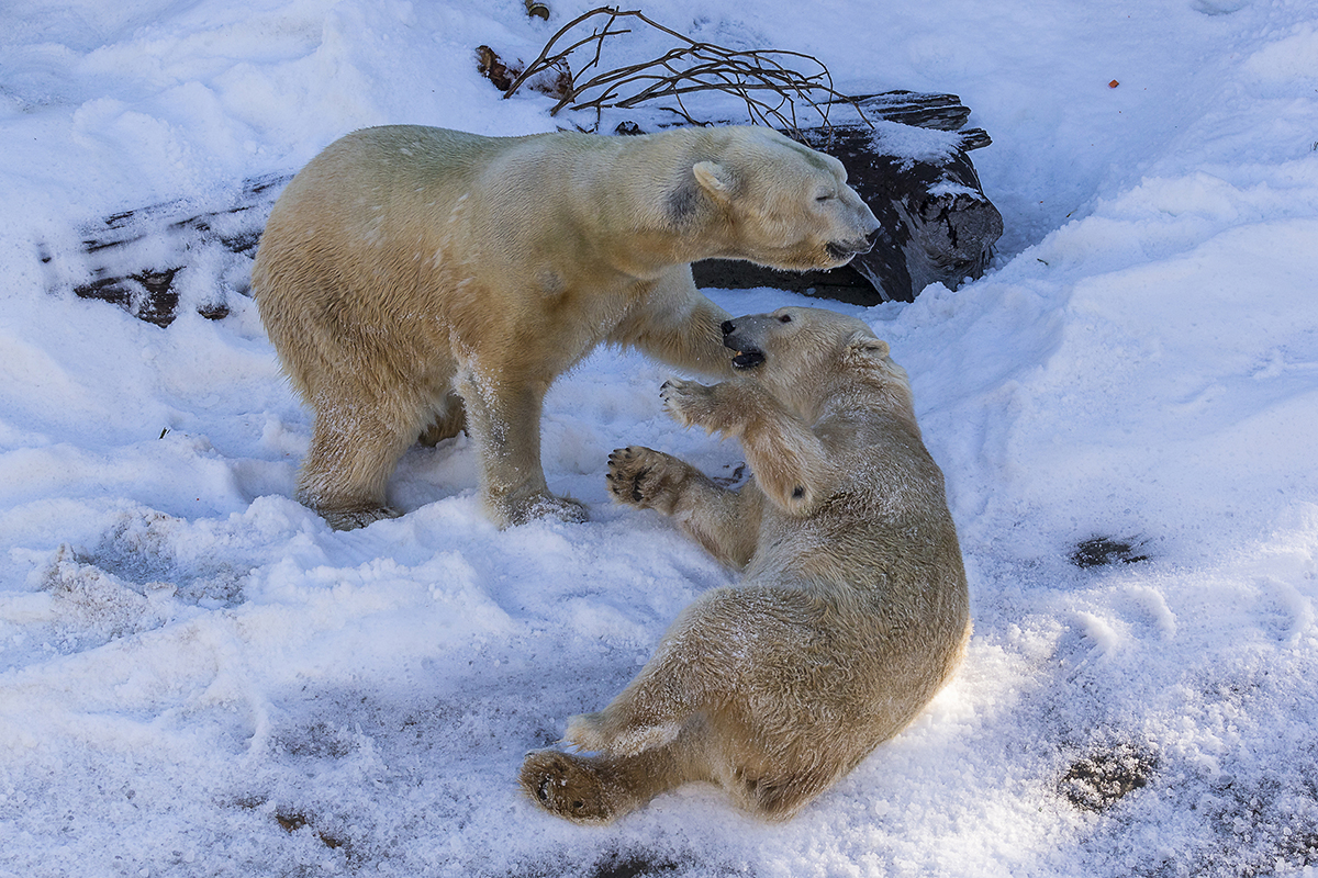 Хороший медведь видео. Белый медведь на снегу. Белый медведь арт. Зоопарк в Шерегеше. Dance of the Polar Bears 1990.
