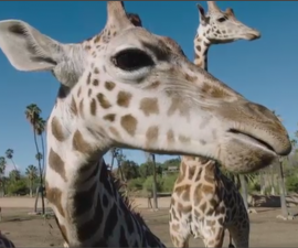 san diego safari park giraffe