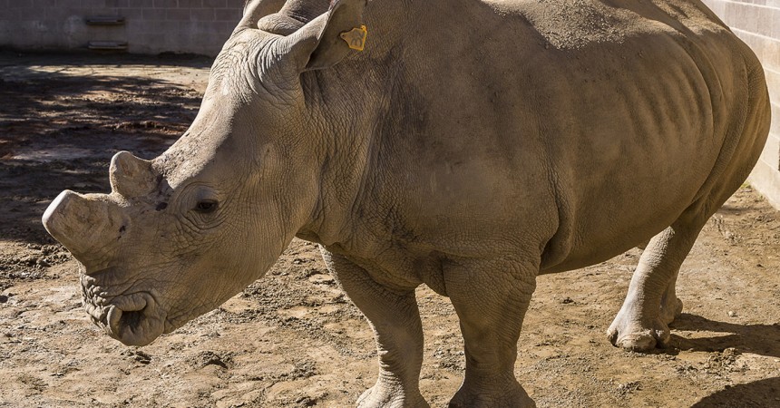 Southern White Rhinos Undergo Reproductive Exams at San Diego Zoo… – San  Diego Zoo Wildlife Alliance Stories