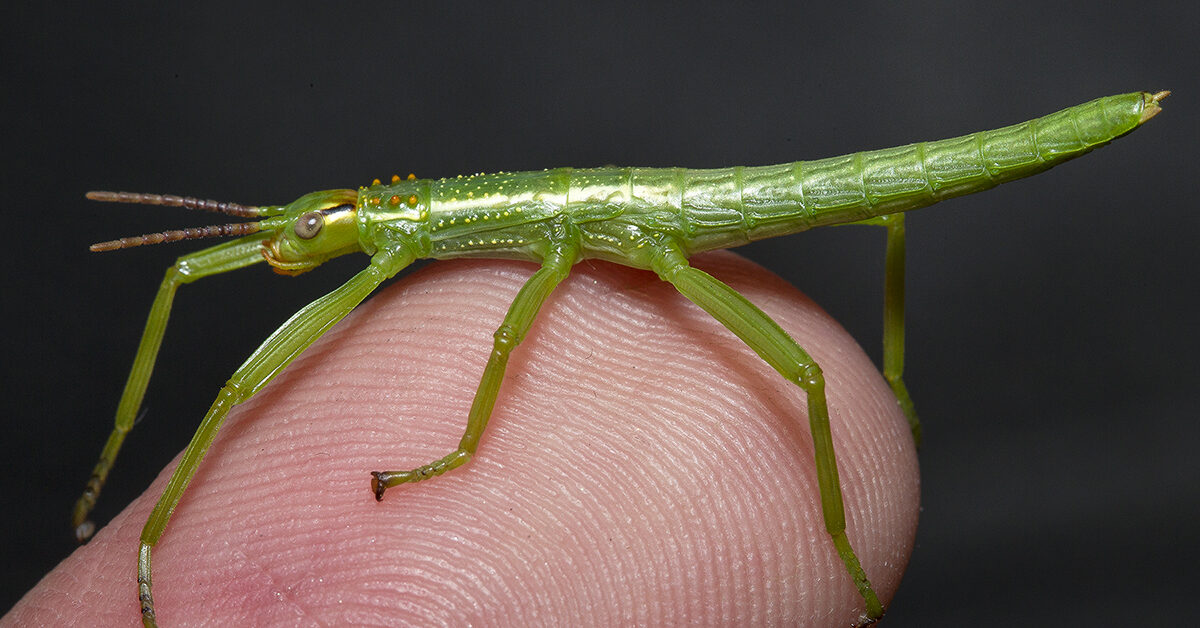 Stick Insect  San Diego Zoo Animals & Plants