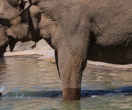 San Diego Zoo Celebrates 100th Birthday with a Party for Guests at Elephant Odyssey