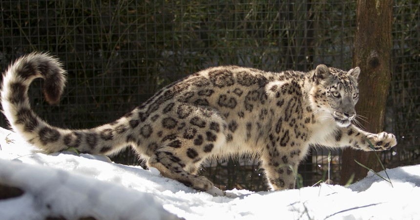 Sunny Spring Day Brings Cool Snow to San Diego Zoo Snow Leopards
