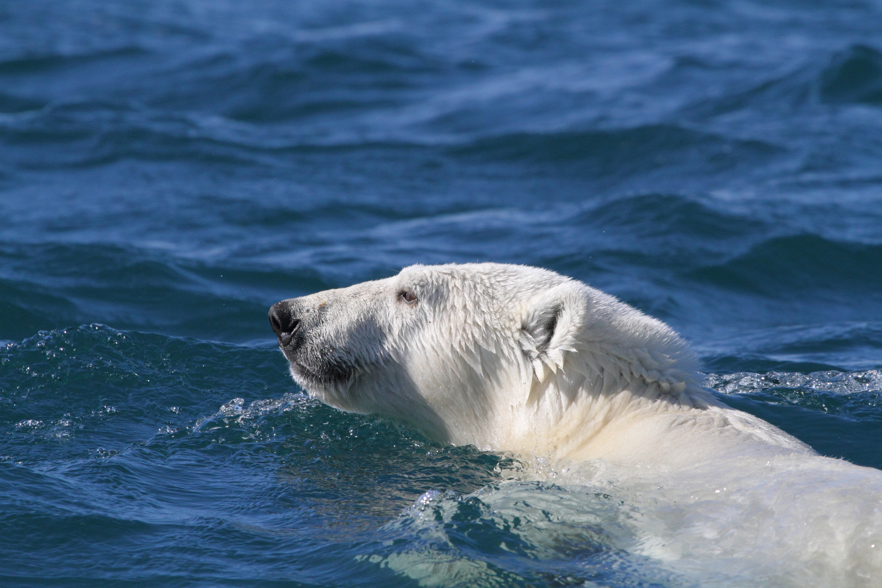 Медведь плавает скорость. Полярный медведь. Белый медведь плывет. Белый медведь плавает. Полярный медведь плывет.