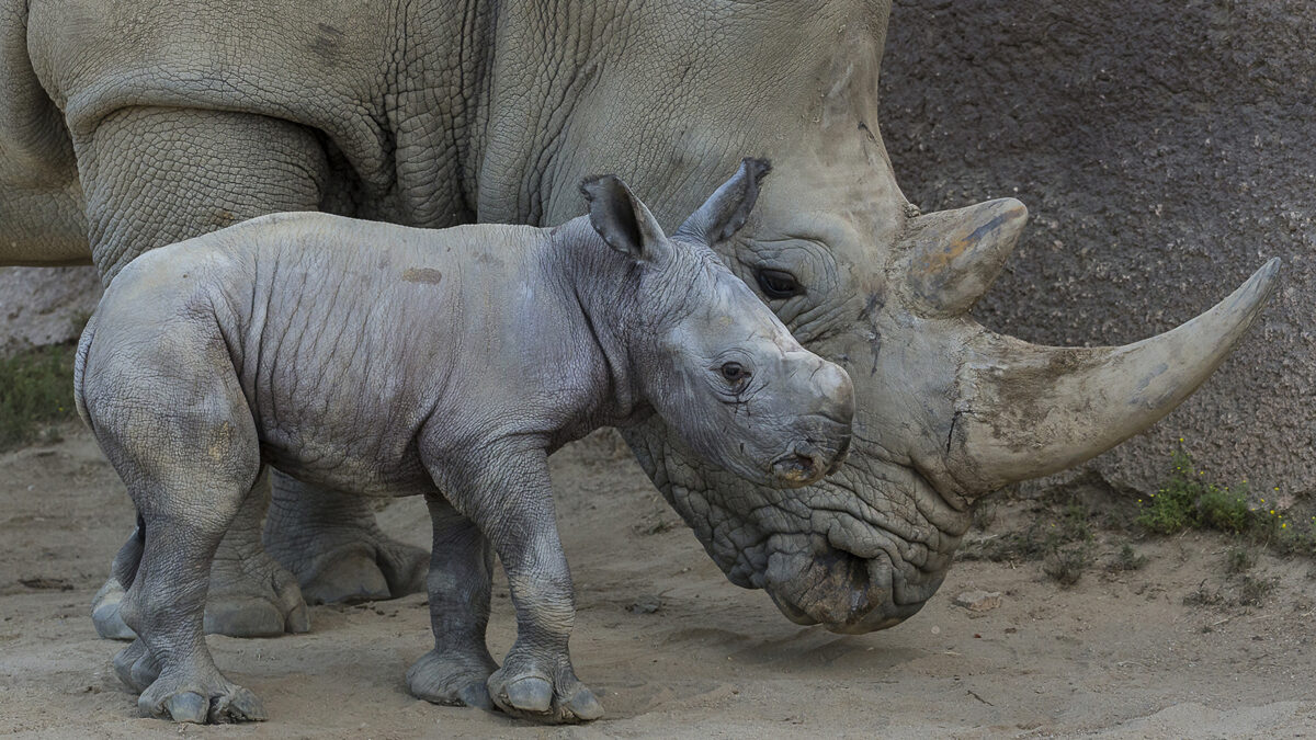 Sumatran Rhino Rescue Highlights One Year of Achievements, Next Steps –  National Geographic Society Newsroom