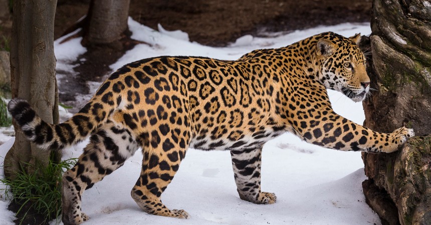 Jaguar Cub and Mom Play in Snow for the First Time at the San Diego Zoo