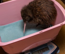 Brown Kiwi Chick Thriving at San Diego Zoo’s Avian Propagation Center