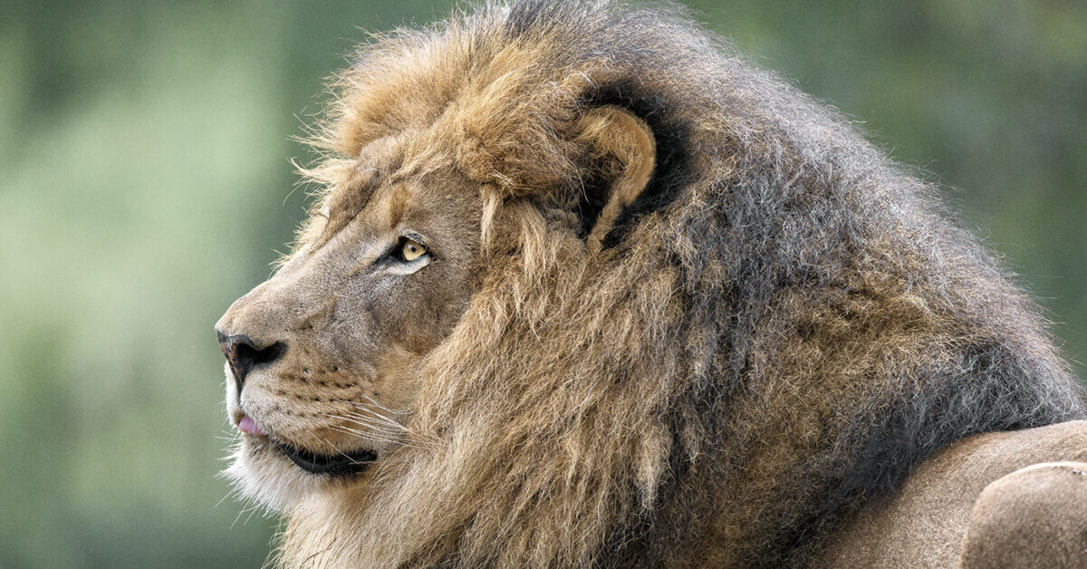 male lion pictures
