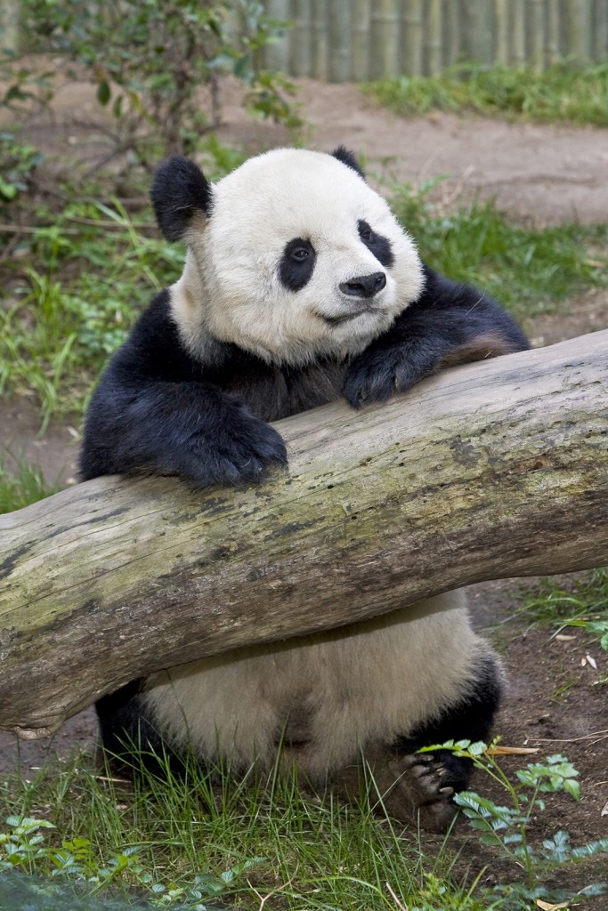 Geriatric Giant Panda Undergoes Cardiac Ultrasound – San Diego Zoo ...