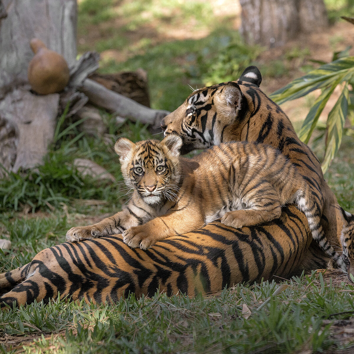 Adorable tiger cubs now ready for your visit at the San Diego Zoo