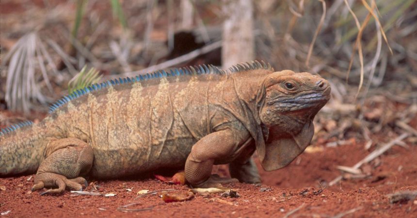 San Diego Zoo Global Aids Critically Endangered Jamaican Iguana