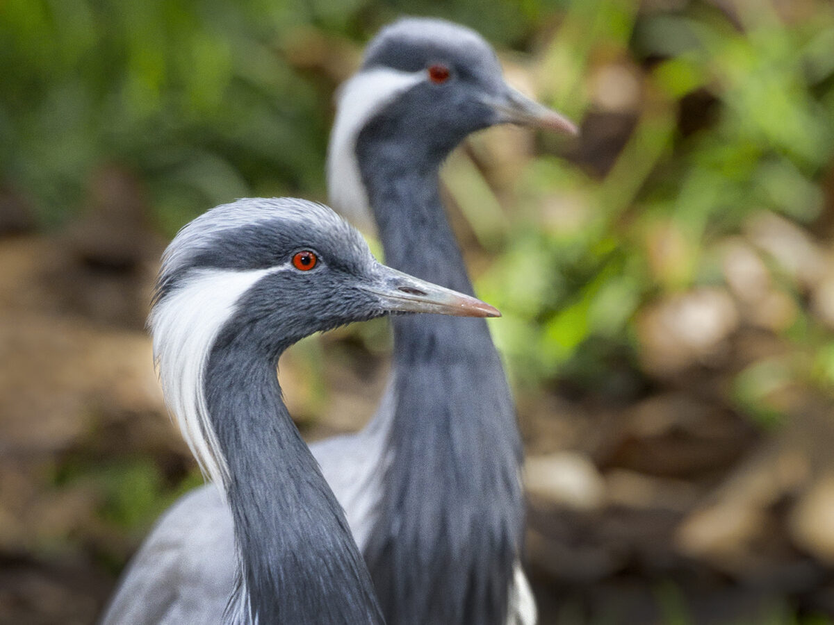 Why do birds lay blue eggs? - Discover Wildlife