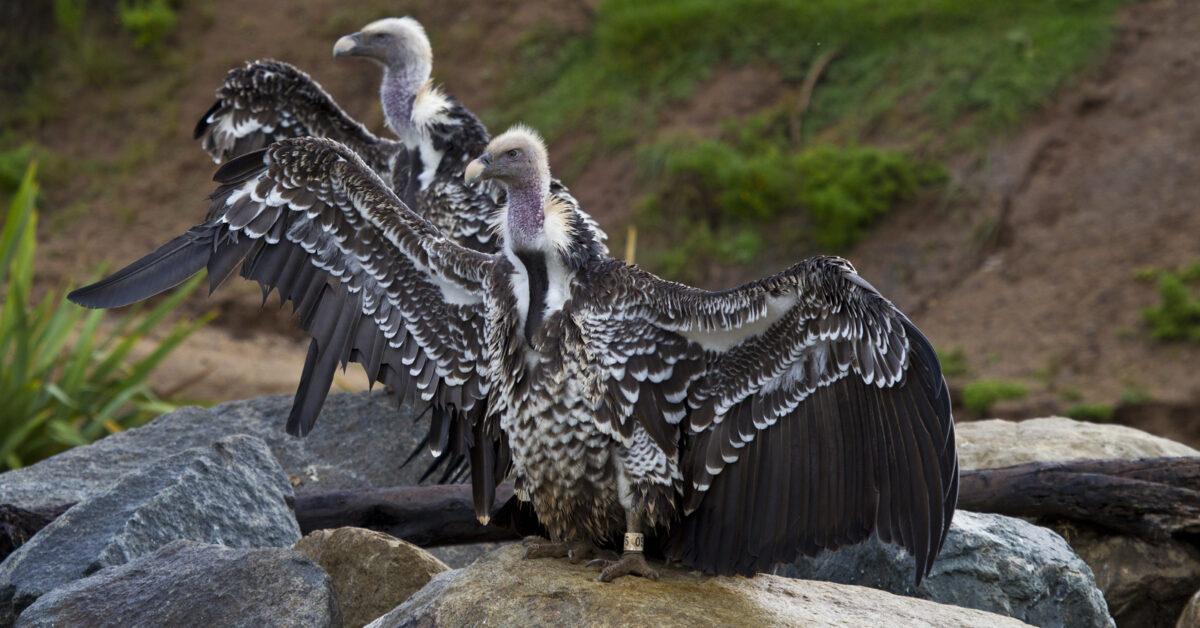 Remember When These Endangered Vultures Vibed on a Woman's NorCal
