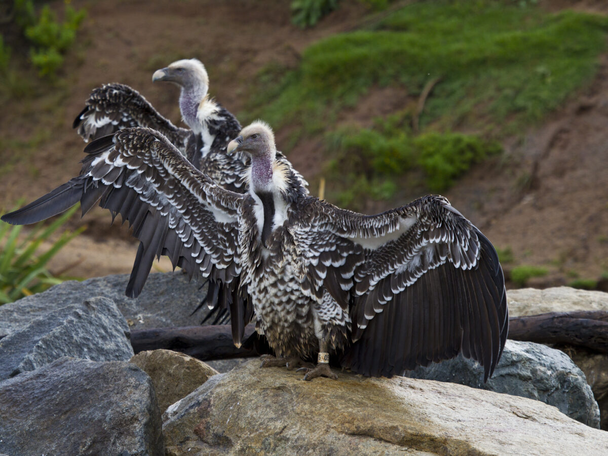 Vultures: 7 reasons to save the majestic birds