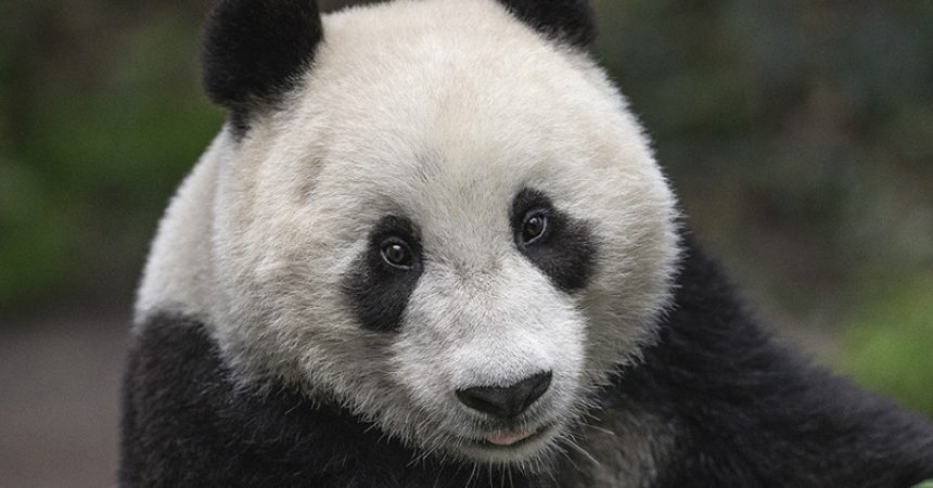 Endangered No More: Giant Pandas Are Now “Vulnerable” – San Diego Zoo  Wildlife Alliance Stories
