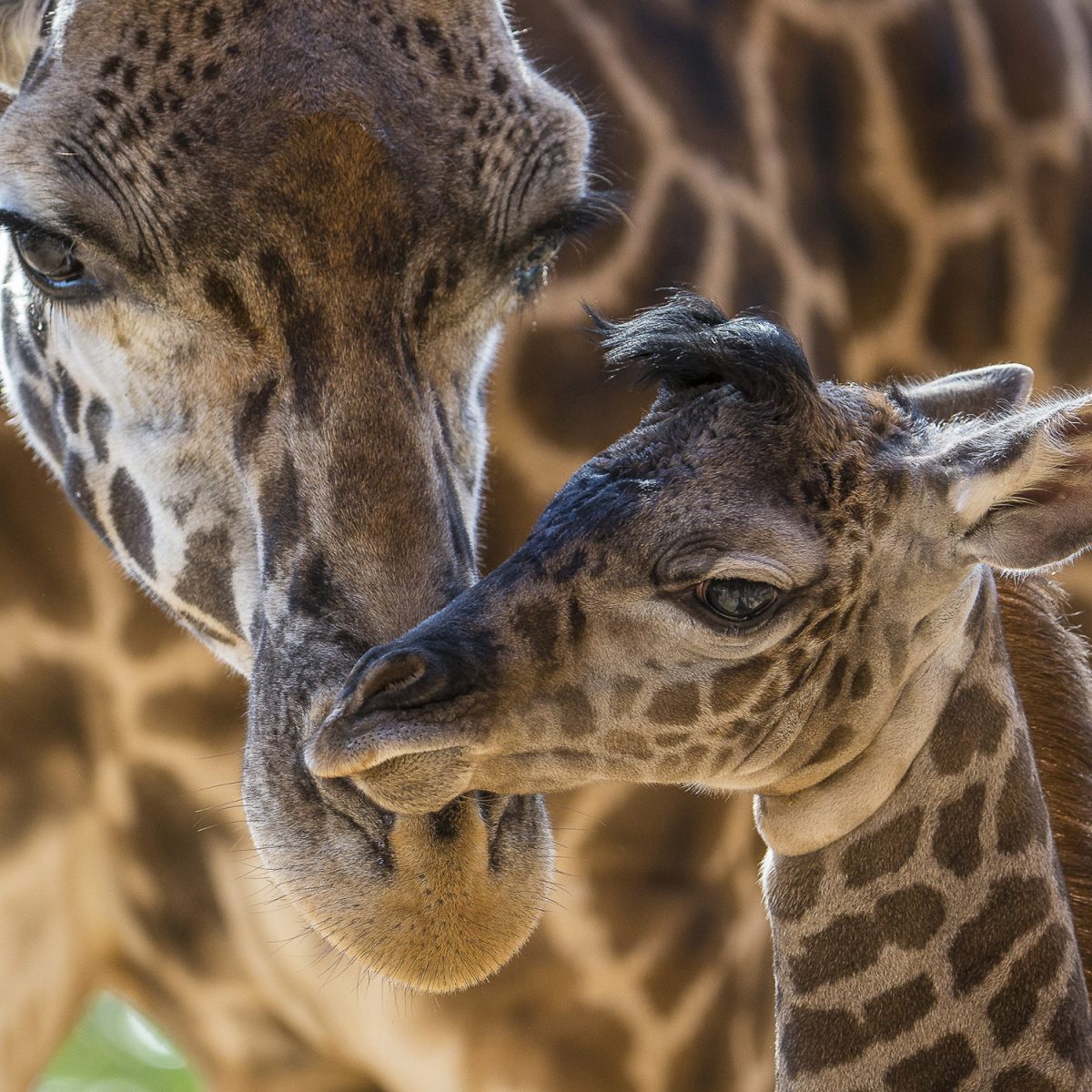 Giraffes Vulnerable – San Diego Zoo Wildlife Alliance