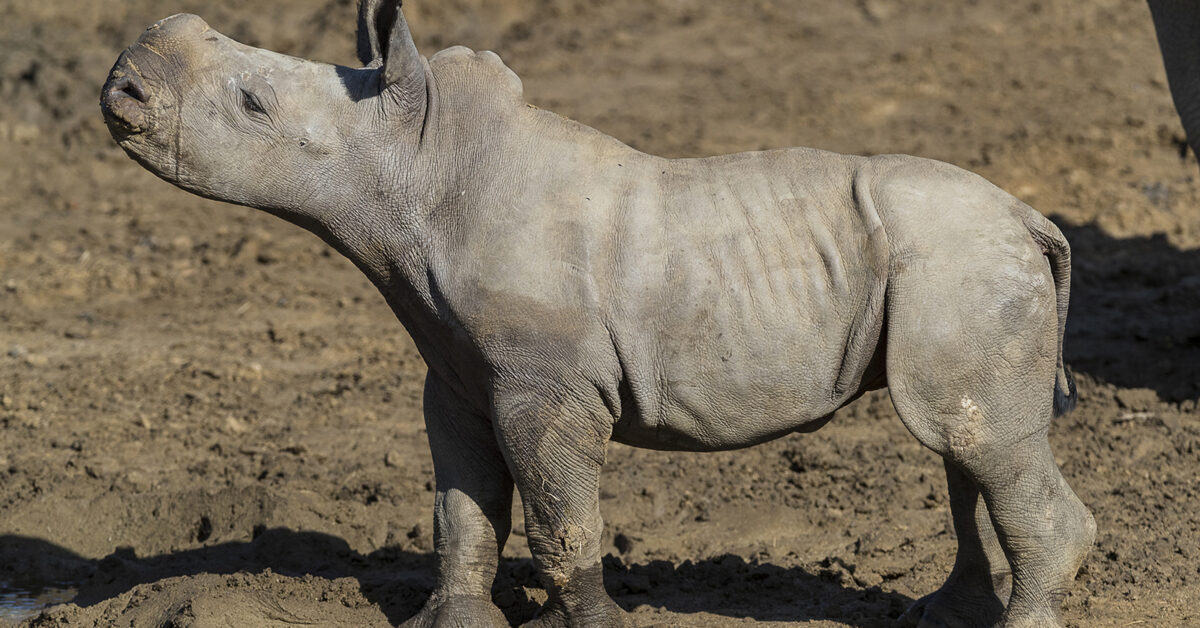 Rhino born at San Diego Zoo, marking key step in protecting