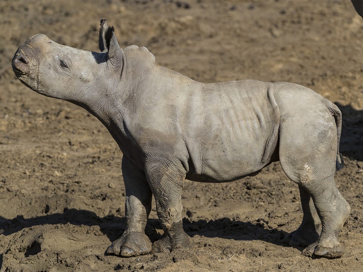 Rhino Born Thanks to Science – San Diego Zoo Wildlife Alliance Stories