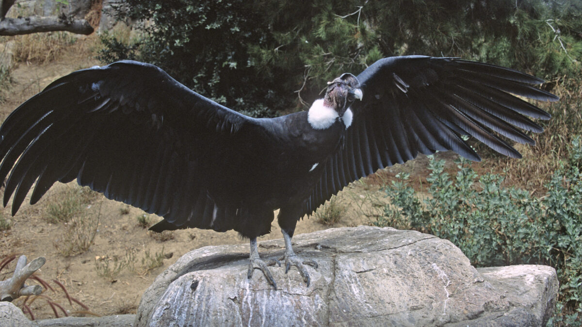 A Wing Up for Andean Condors – San Diego Zoo Wildlife Alliance Stories