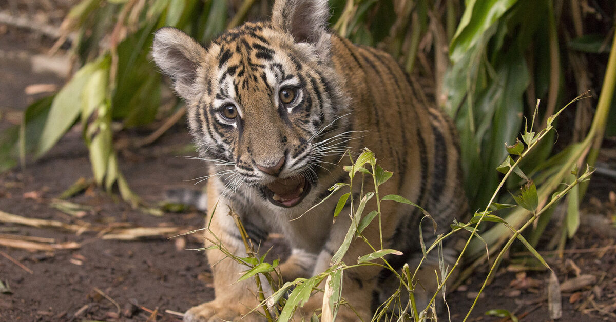 Sumatran Tiger Cubs at the Smithsonian's National Zoo Receive