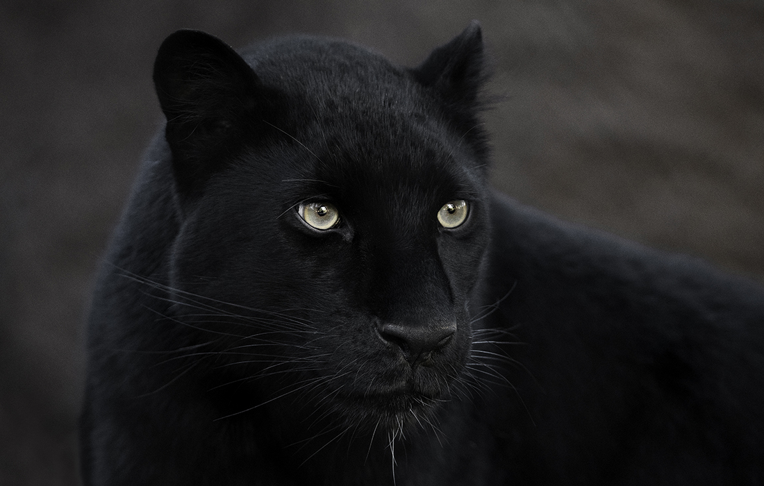 Black Beauty – San Diego Zoo Wildlife Alliance Stories