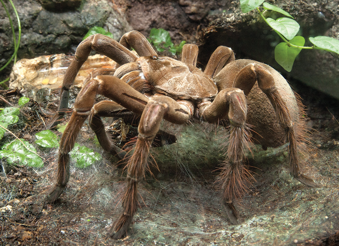 Update: spiders STILL don't bite | Arthropod Ecology